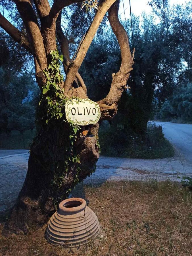 Olivo