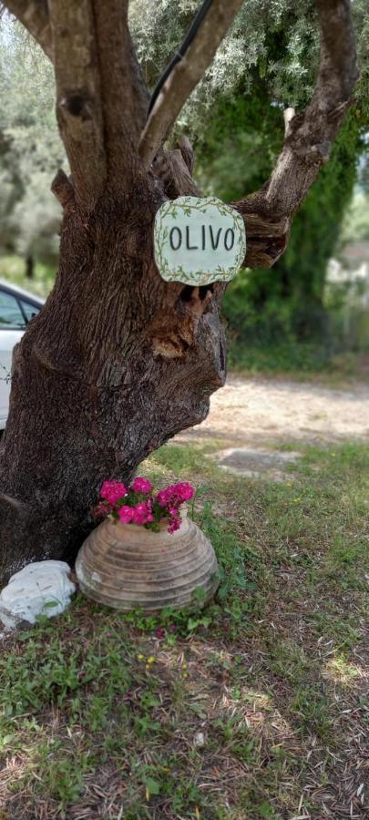 Olivo Apartment